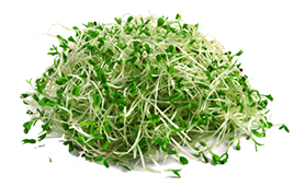 alfalfa
